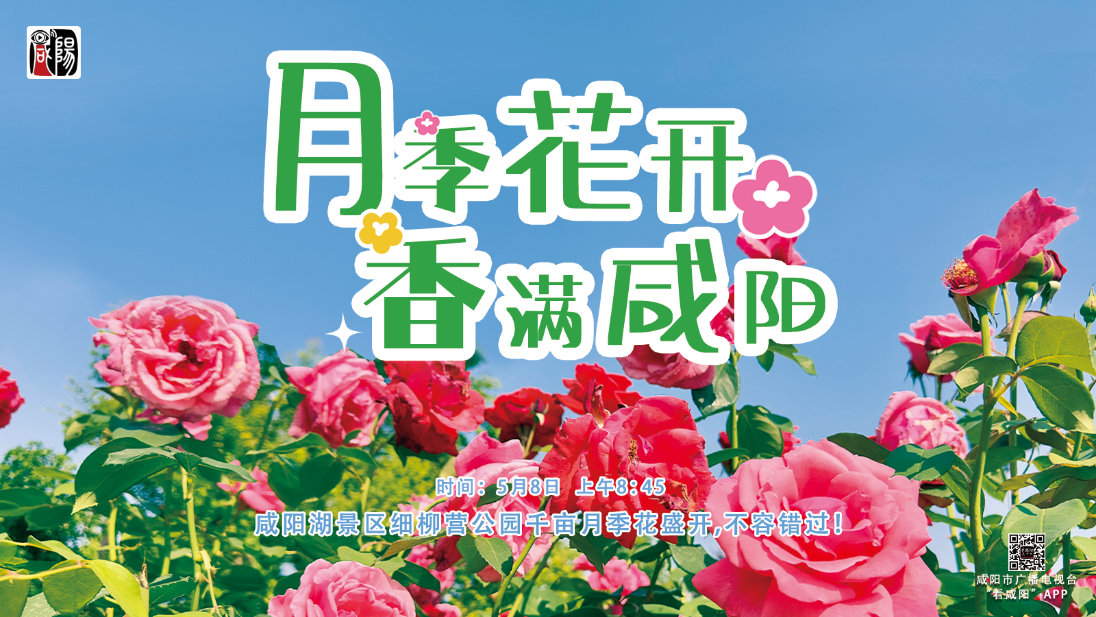 【直播回看】咸陽湖景區細柳營公園千畝月季花盛開——美景不容錯過！