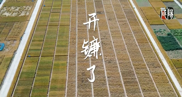 【视频】长武县：“丰”吹麦浪穗飘香 小麦开镰收割忙