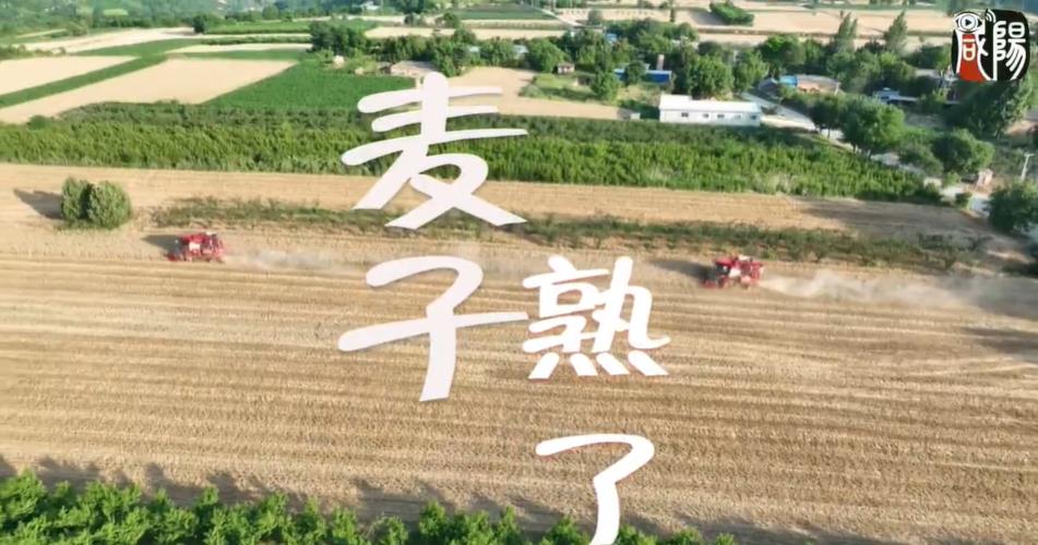 【视频】淳化：麦子熟了 