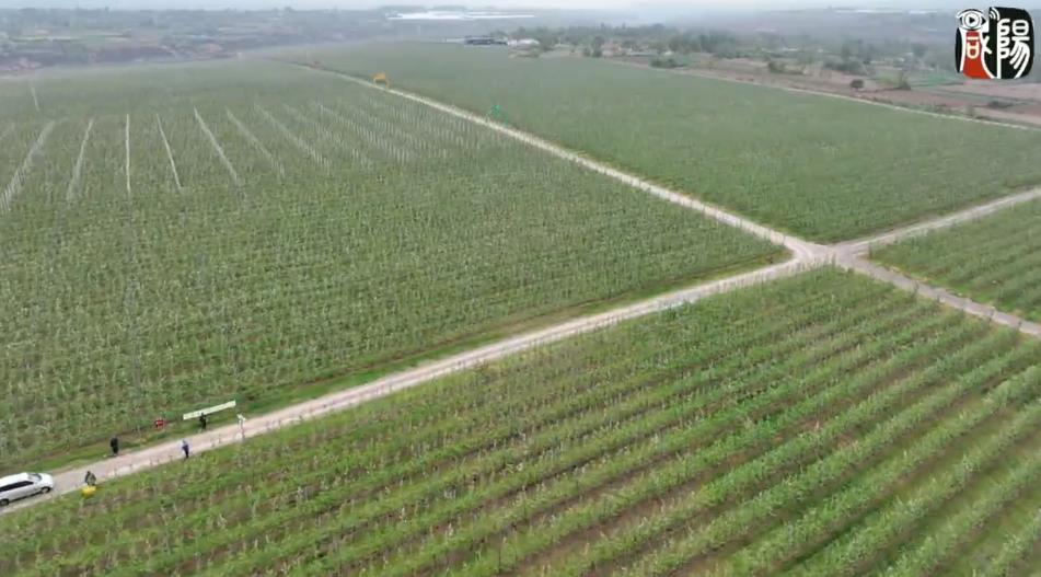 【视频】绿意盎然的现代果园