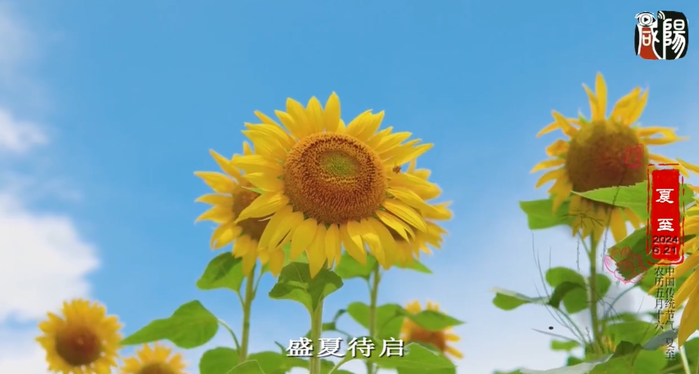 【视频】节气 | 夏至：半夏已至，盛夏待启