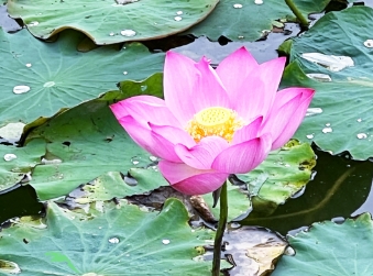 海报 | 夏至已至，美好始长