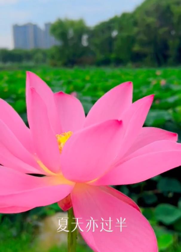 【视频】夏至，在一年中最长的白昼送你最美的问候