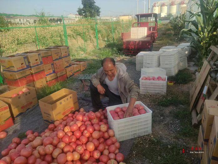 彬州市城關(guān)街道：“柿”不可擋 大棚番茄喜豐收