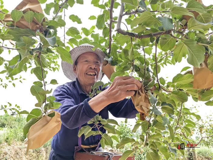 彬州市：保障增產(chǎn)豐收 蘋果穿上“防曬衣”