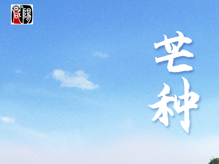 海报 | 芒种！风吹麦浪，仲夏始