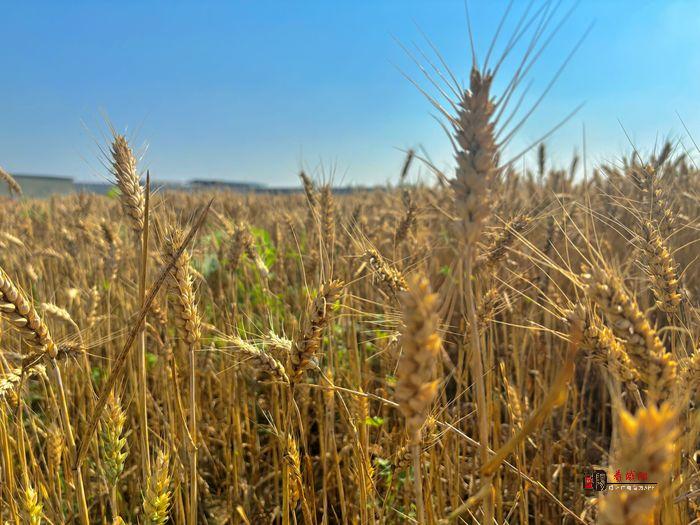 回家收麦！机子够用！咸阳市秦都区召开“三夏”现场会