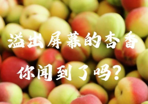 【视频】有一种乡愁 叫家乡的杏熟了