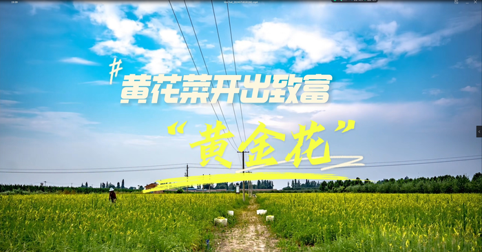 【视频】长武县：黄花菜开出致富“黄金花”