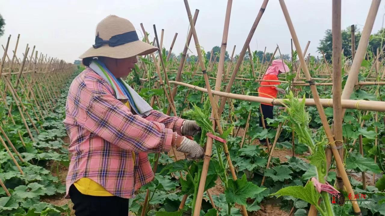 兴平：黑皮冬瓜迎来大丰收