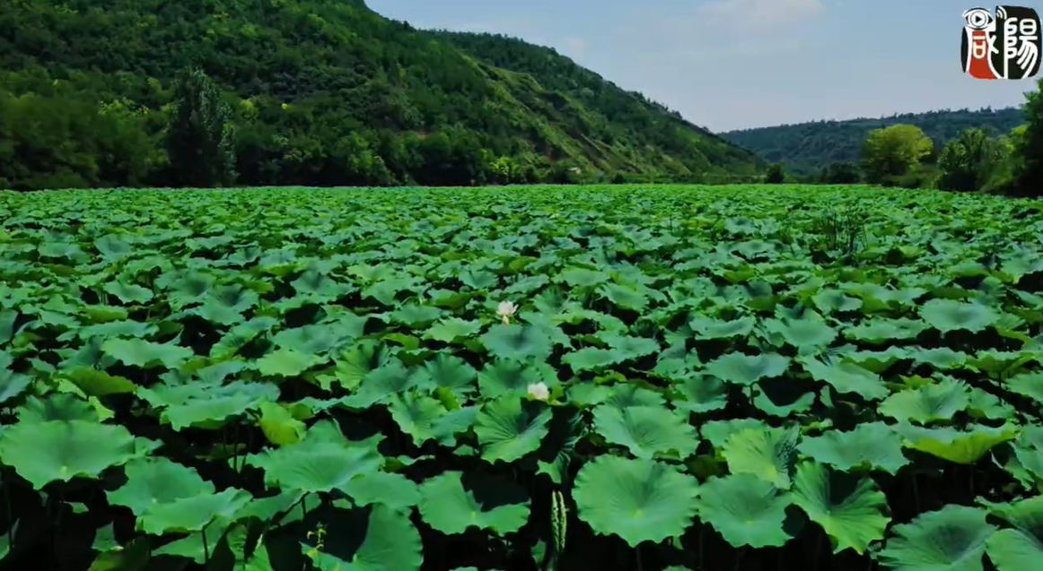 【视频】淳化：悠悠夏日长 风动荷花香