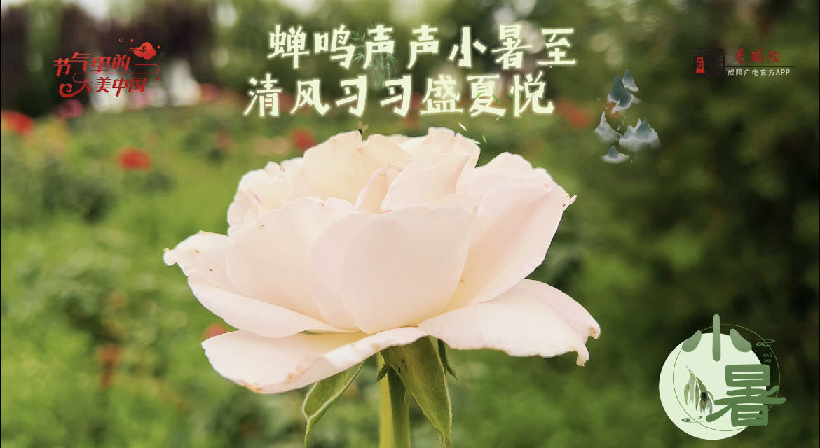 【视频】蝉鸣声声小暑至 清风习习盛夏悦