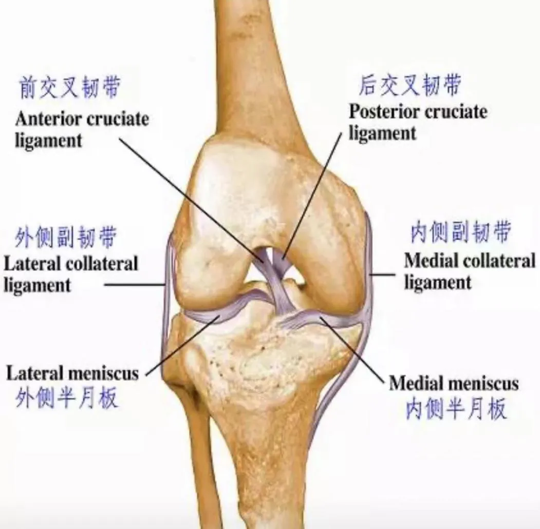 骨科知识科普：关于韧带撕裂你了解多少