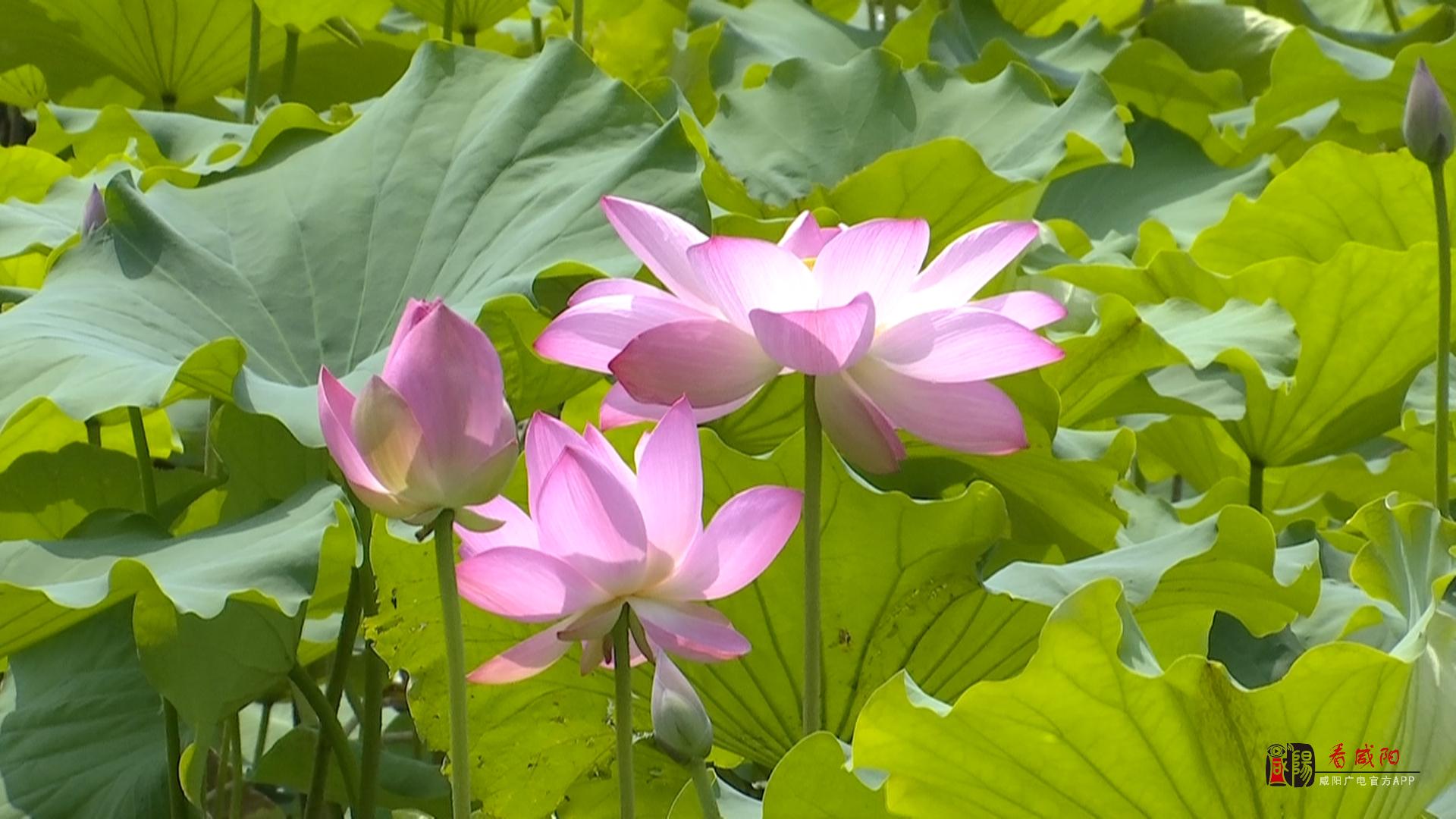 夏日荷花渐次开  如画美景待客来