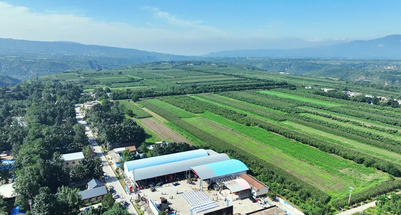 【视频】淳化县：油桃大丰收 果农展笑颜