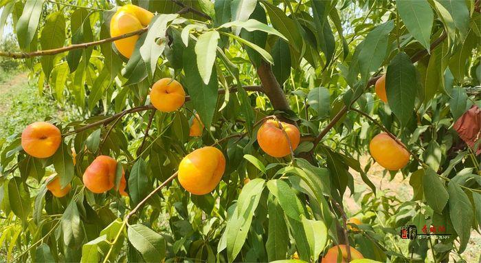 礼泉：蜜桃丰收采摘忙 硕果盈枝促增收