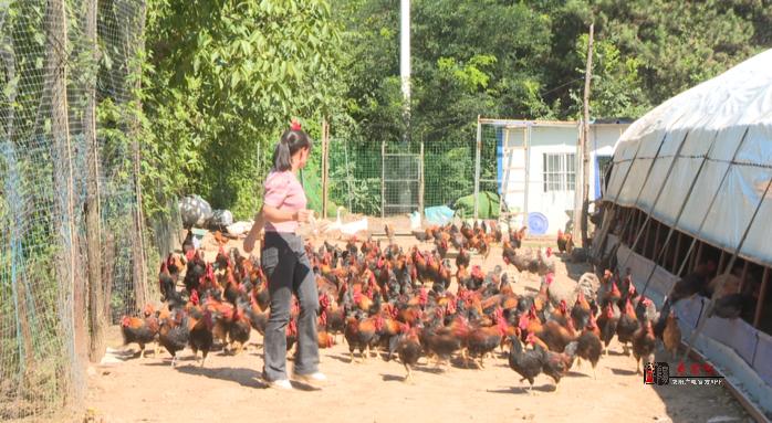 淳化铁王镇：“鸡”遇乡村振兴路 唱响“金”彩致富歌