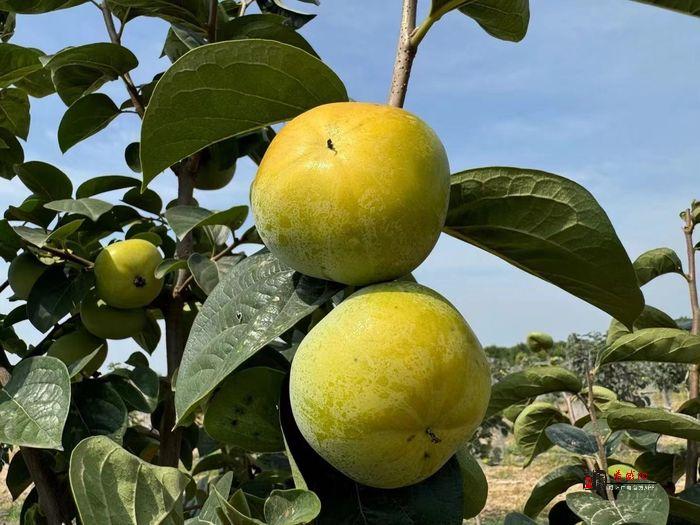水果届的“爱马柿”    兴平太秋柿子成为市场“新宠”