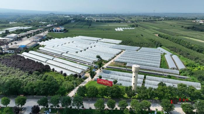 淳化县：西红柿田园奏响乡村振兴曲