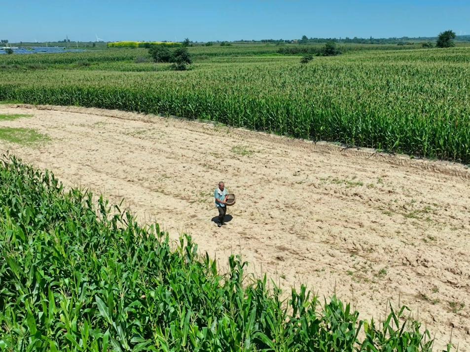 【视频】荞麦播种正当时