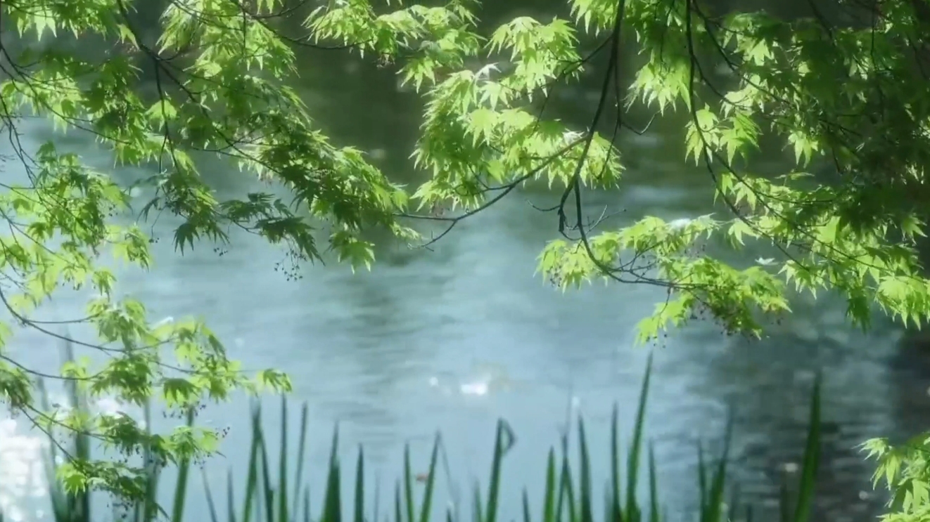 【视频】在淳化，八月的氛围感是绿色！