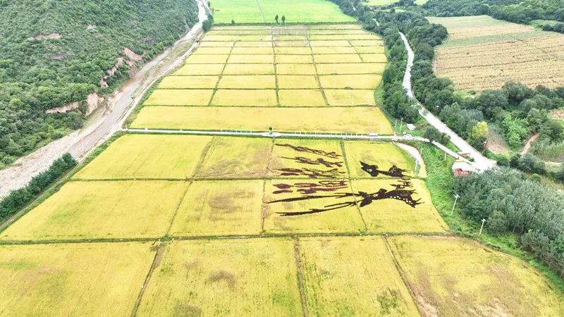 旬邑：風(fēng)吹稻浪谷飄香 馬欄水稻迎豐收