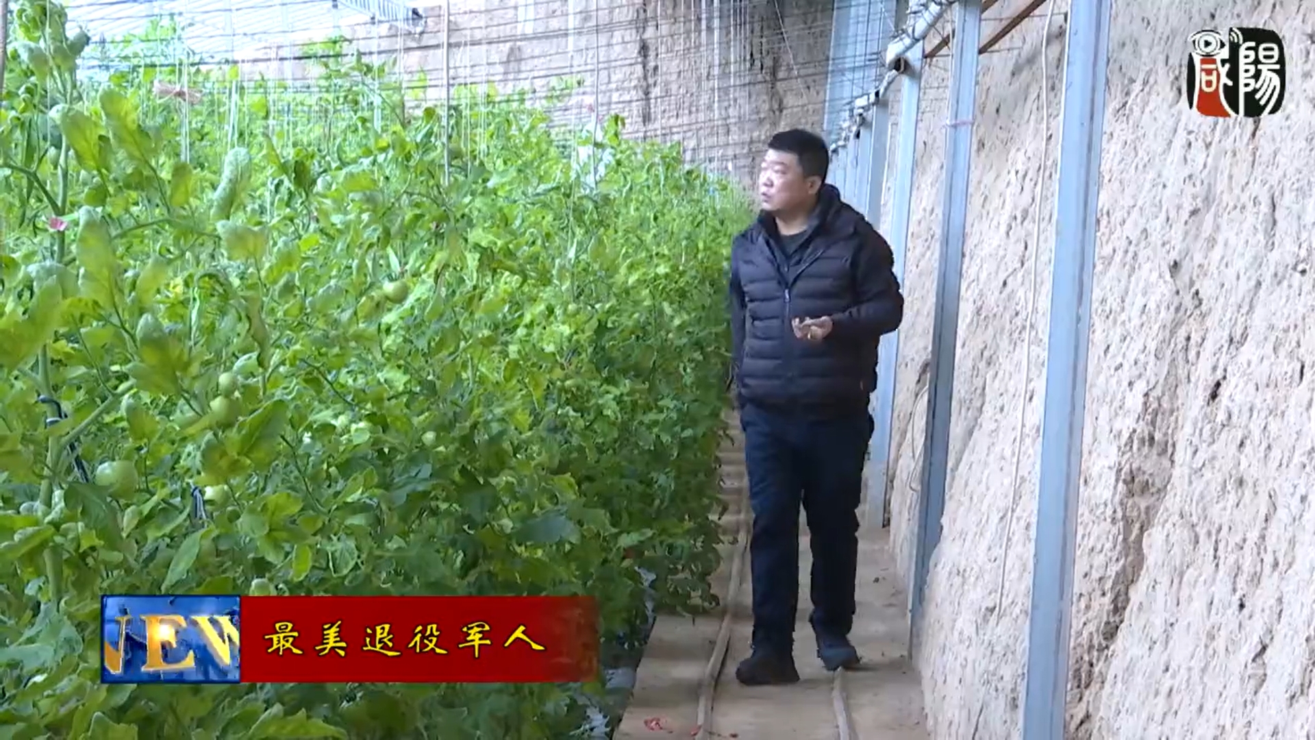 【視頻新聞】退役軍人許強(qiáng)退伍不褪色  發(fā)展中醫(yī)農(nóng)業(yè)帶動(dòng)村民共同致富
