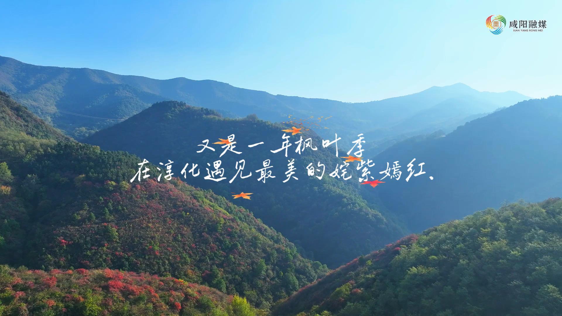 【视频】走进大美咸阳 | 又是一年枫叶季 在淳化遇见最美的姹紫嫣红.