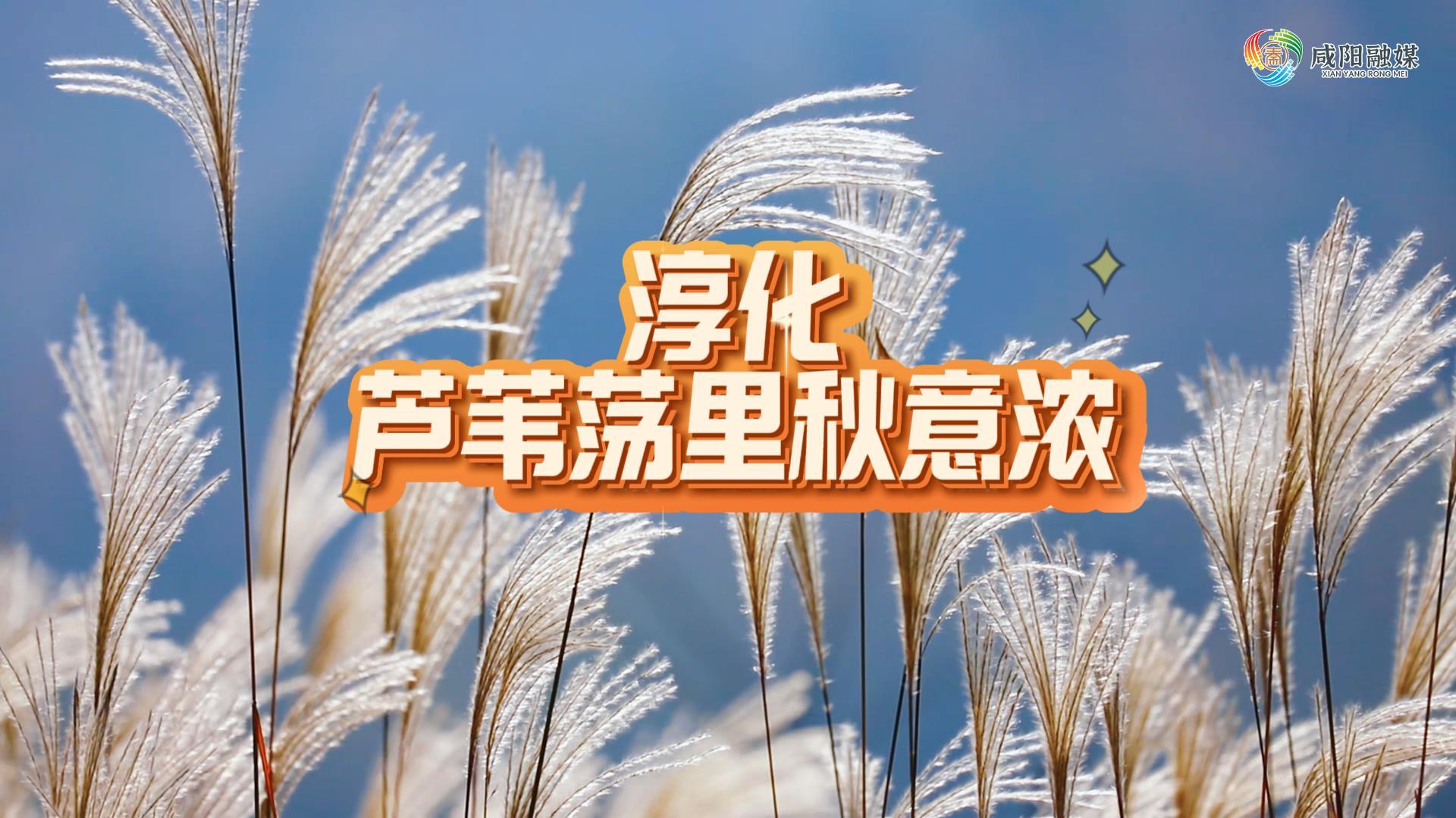 【视频】走进大美咸阳 | 淳化县：芦苇荡里秋意浓