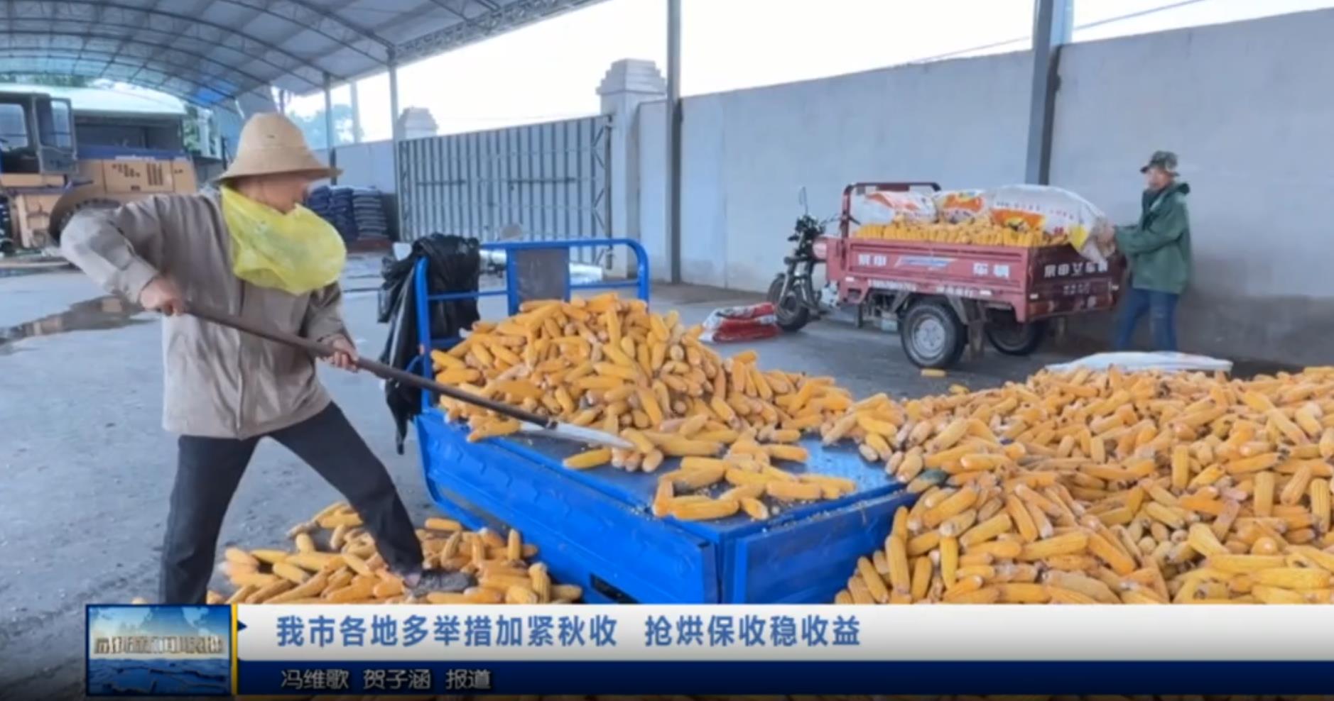 【视频新闻】我市各地多举措加紧秋收  抢烘保收稳收益