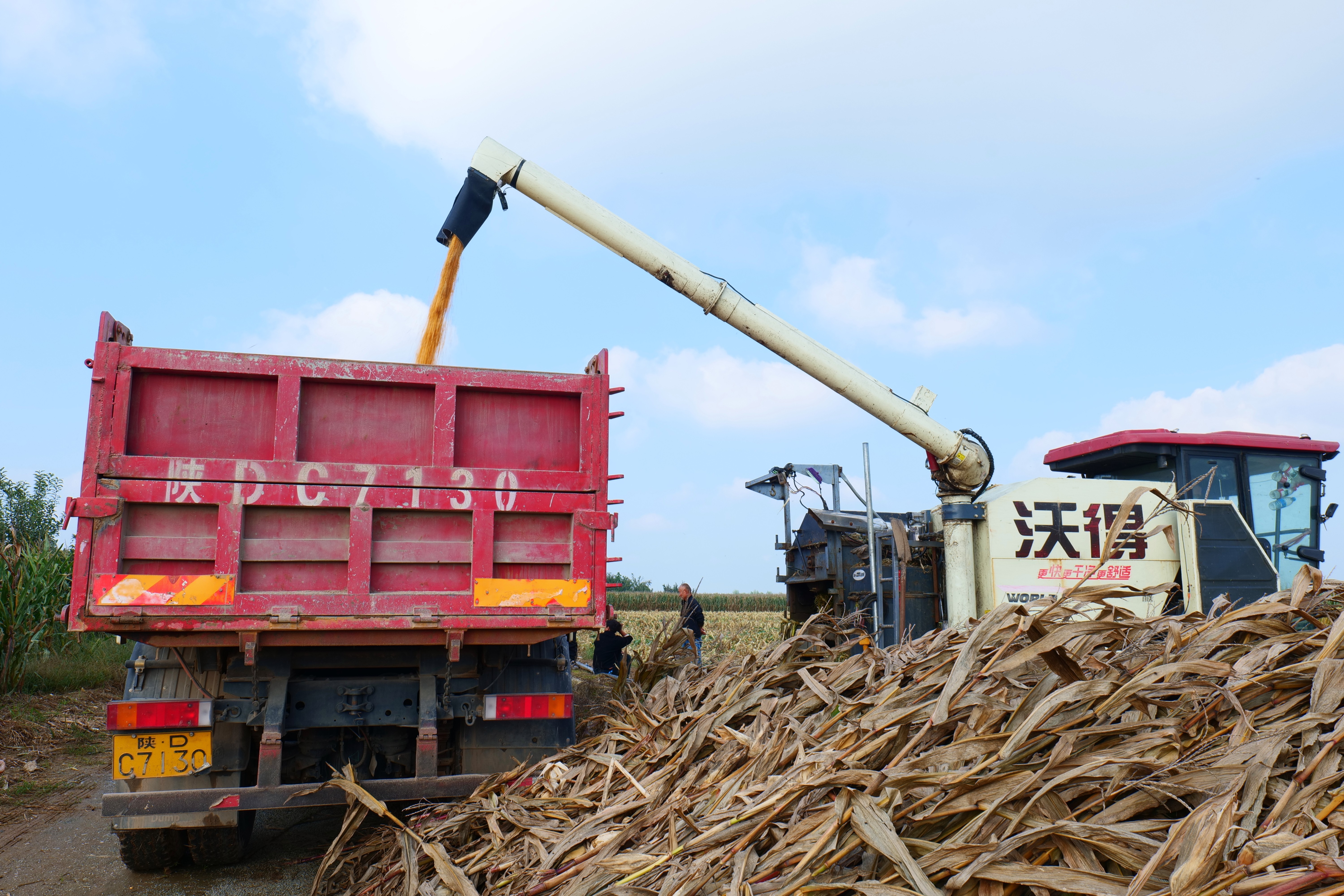 礼泉县：抢抓晴好天气窗口期 全力攻坚秋粮抢收