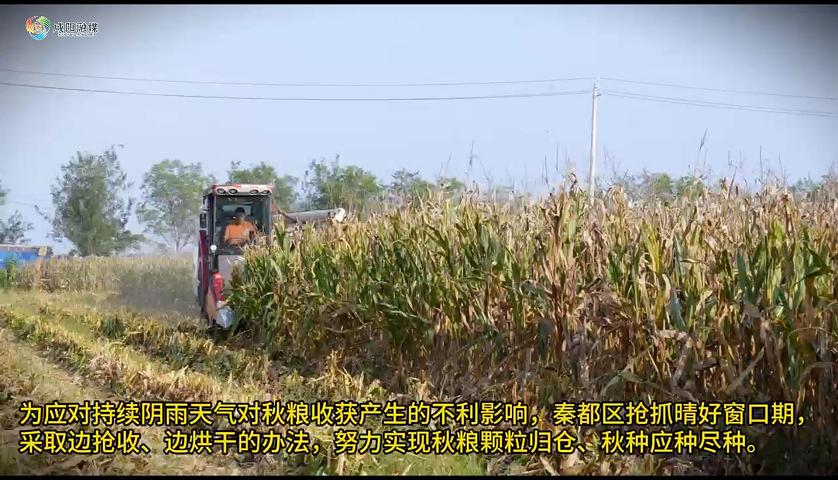 【视频】秦都区：抢烘保收全面发力  确保秋粮“颗粒归仓”