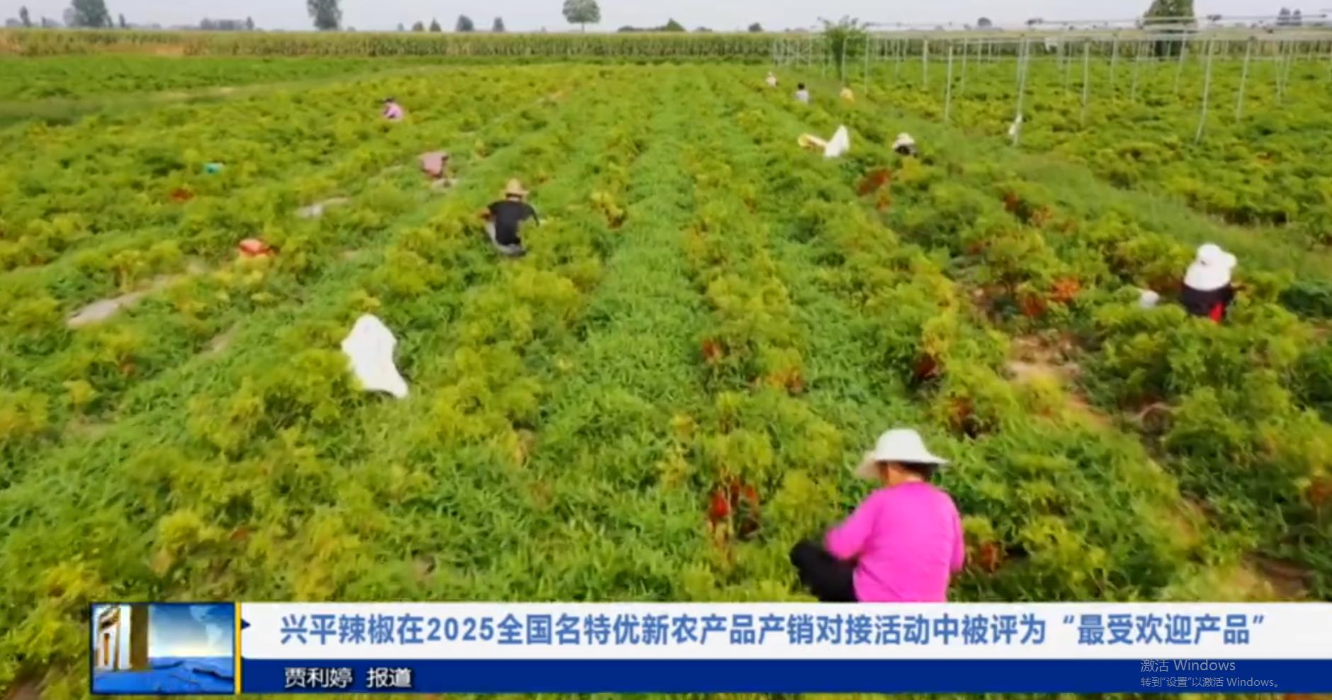 【视频新闻】兴平辣椒在2025全国名特优新农产品产销对接活动中被评为“最受欢迎产品”