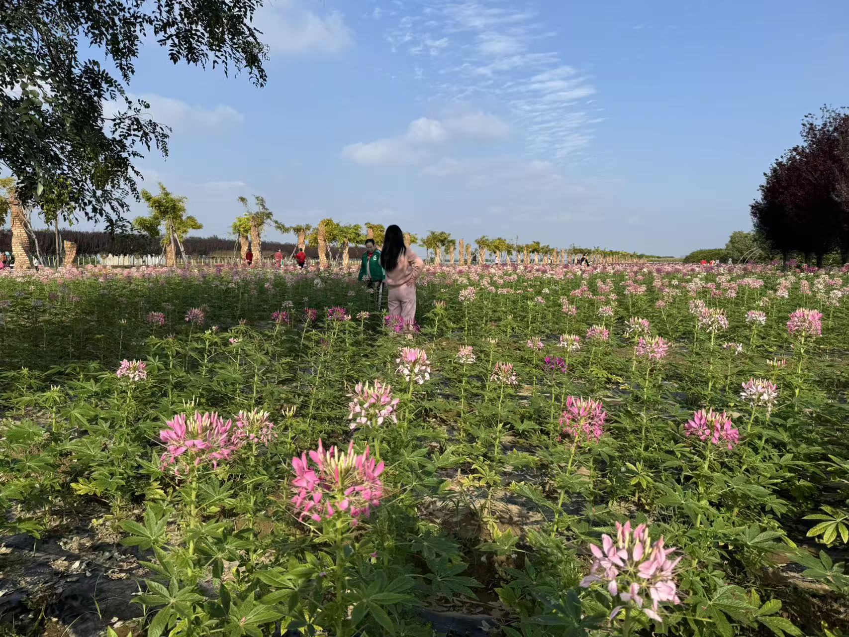兴平丰仪镇300亩花海进入最佳观赏期