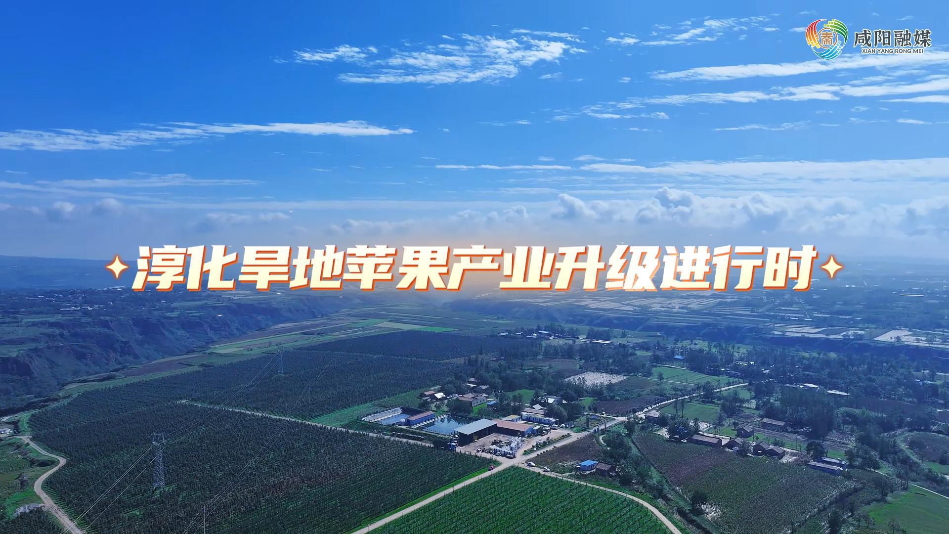【视频】淳化旱地苹果产业升级进行时