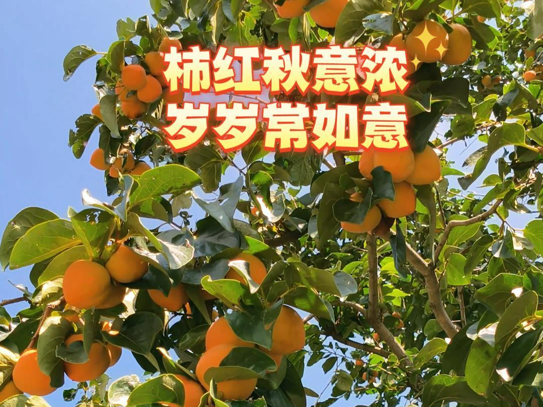 【视频】长武：柿红秋意浓 