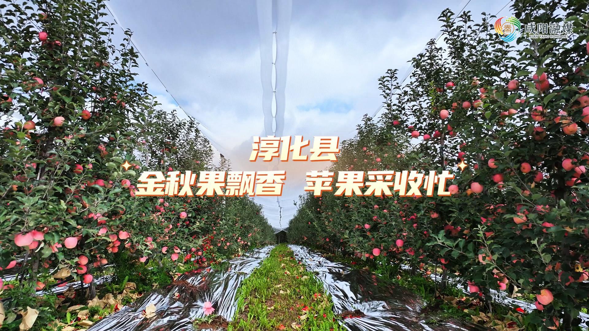 【视频】淳化县：金秋果飘香 苹果采收忙