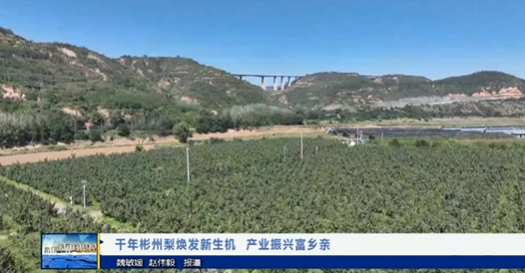 【视频新闻】千年彬州梨焕发新生机  产业振兴富乡亲