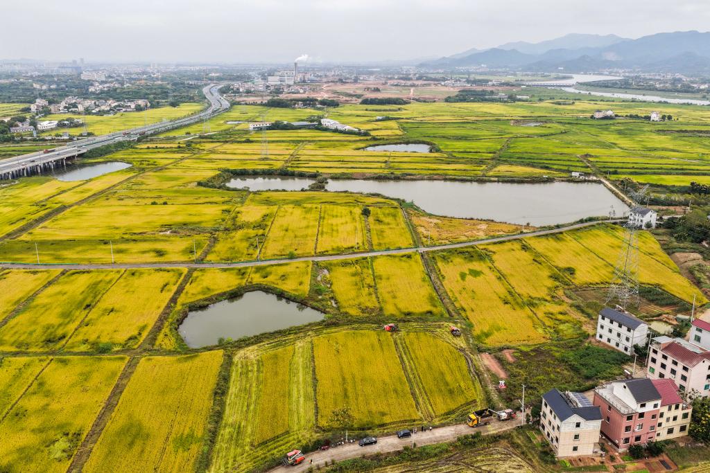守好粮食生产的命根子！我国拟立法加强耕地保护和质量提升