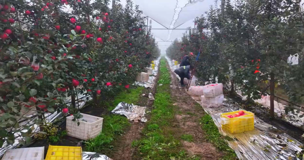 【视频】长武县巨家镇四合村有机苹果示范园：阴雨天里抢收忙 守护一年好收成