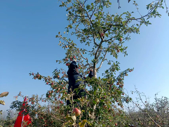 “双报到 为民行” 淳化管理段党员干部助农抢收显担当