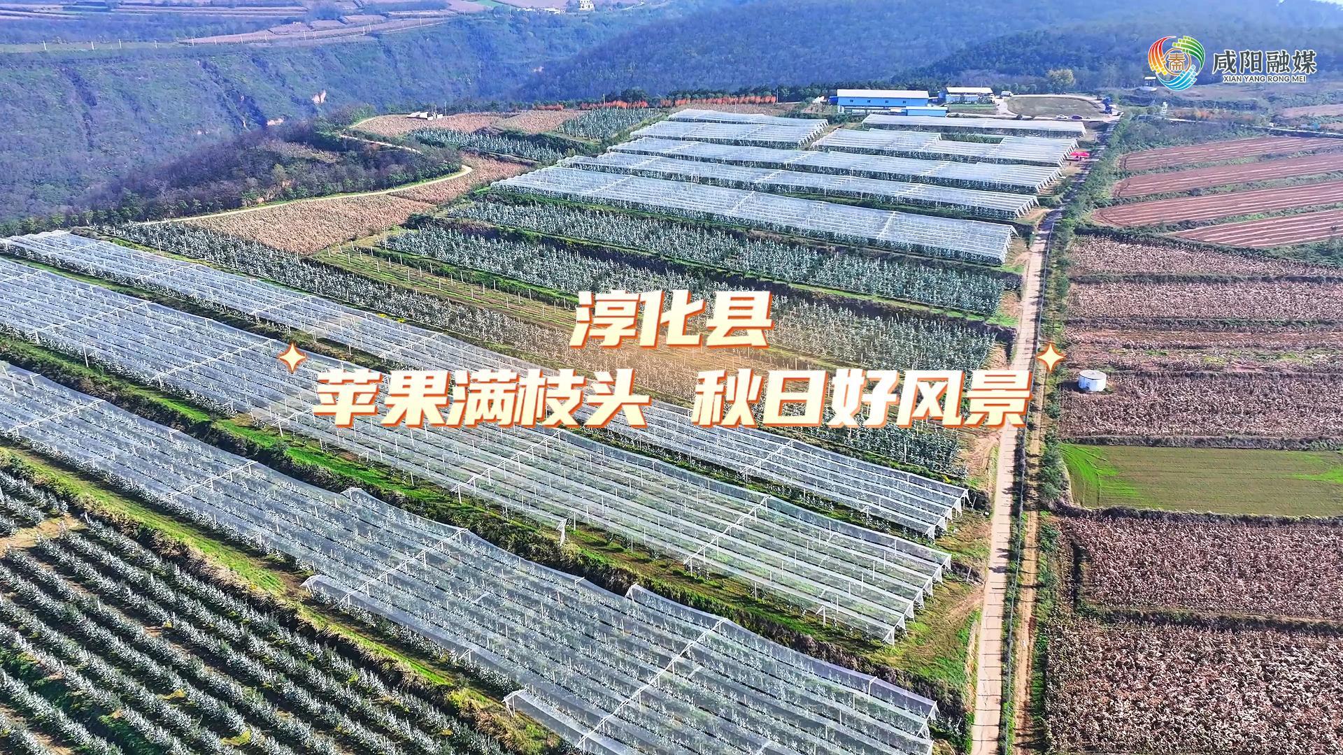【视频】淳化县：苹果满枝头 秋日好风景