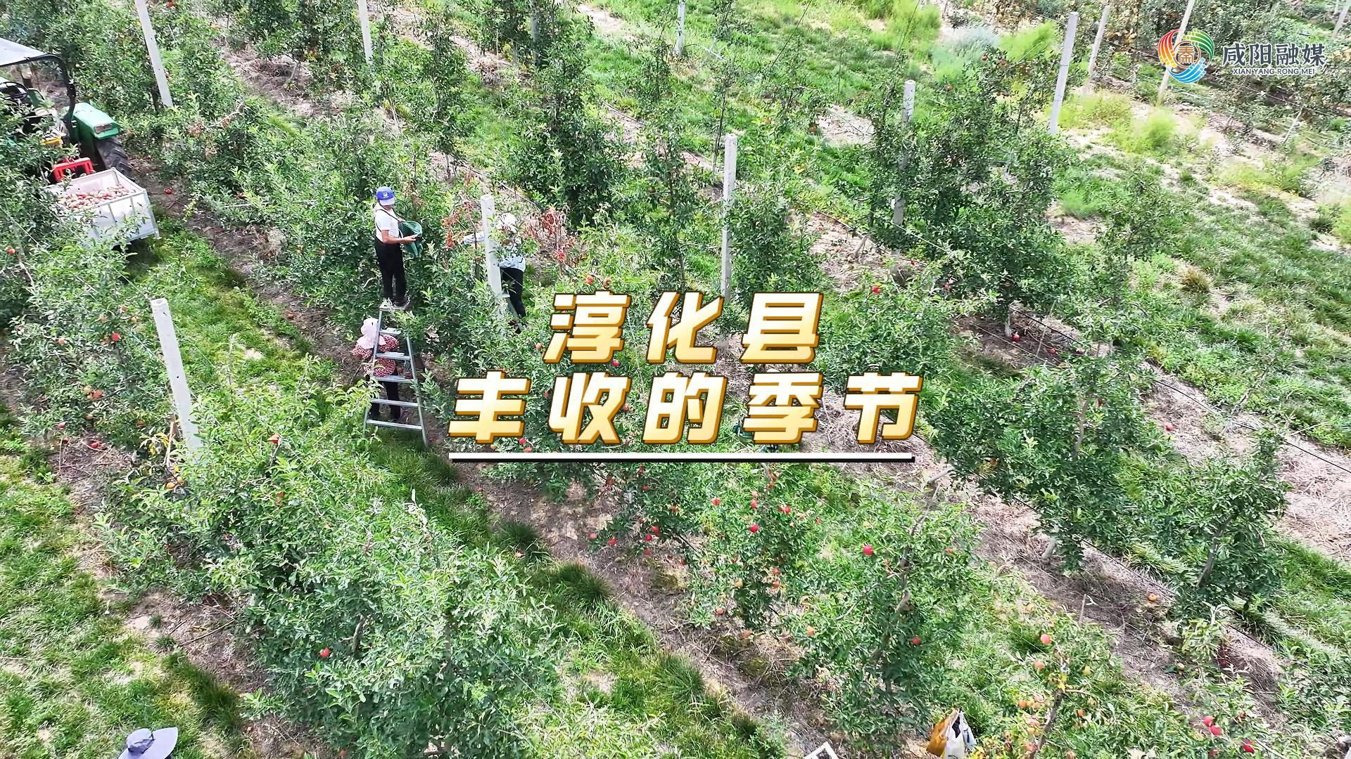 【视频】淳化县：丰收的季节