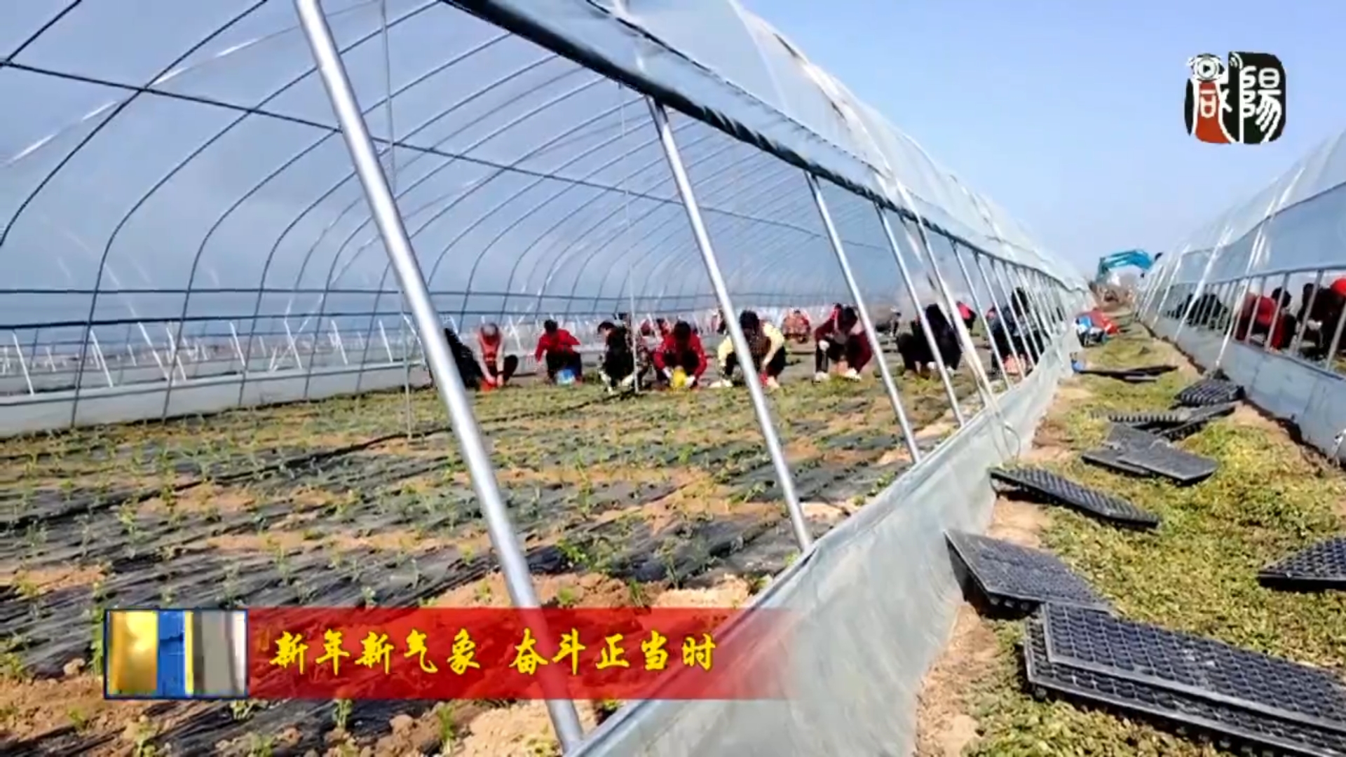 【视频新闻】我市抢抓农时  推广新技术助力育苗移栽