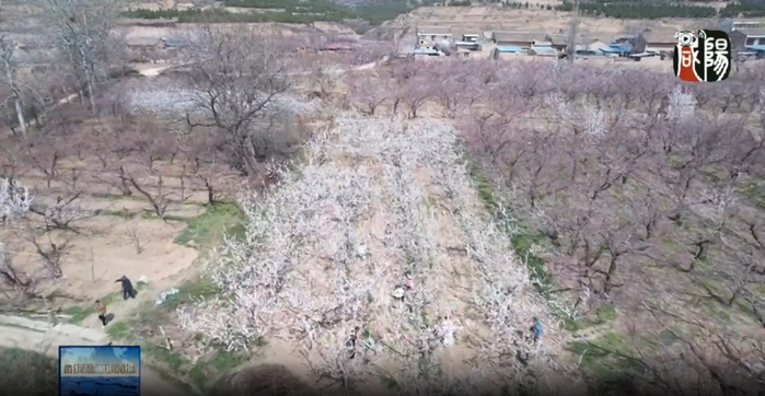 【视频新闻】“花开时节逛咸阳”2025咸阳旅游季踏青赏花系列活动在礼泉启动