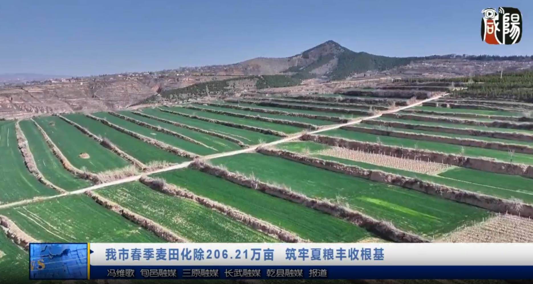 【视频新闻】我市春季麦田化除206.21万亩 筑牢夏粮丰收根基