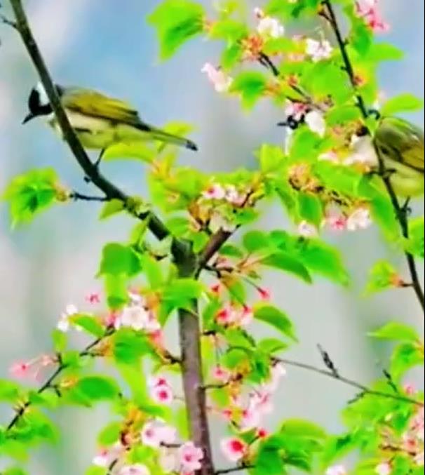【视频】惊蛰节气｜伏久者 飞必高 厚积者 行必远 