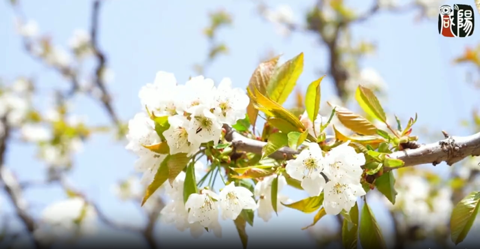 【视频】走进大美咸阳丨淳化：樱桃花开俏枝头 朵朵烂漫春意浓