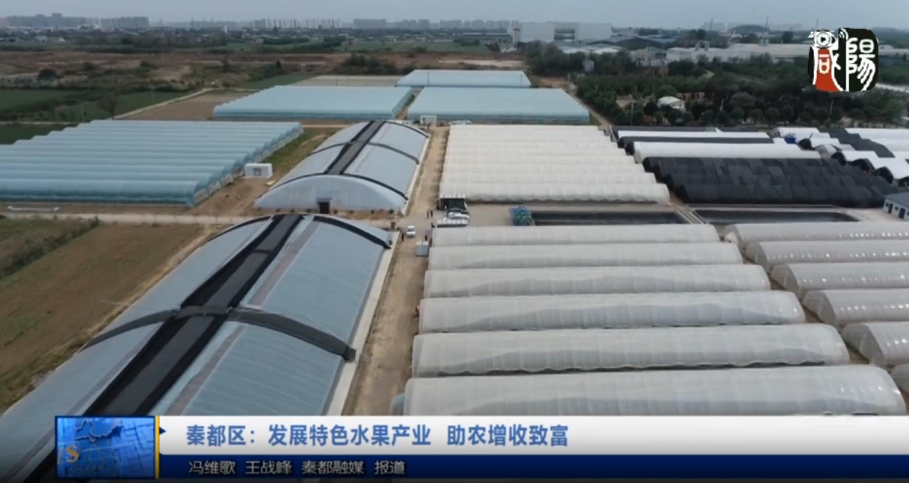 【视频新闻】秦都区：发展特色水果产业  助农增收致富
