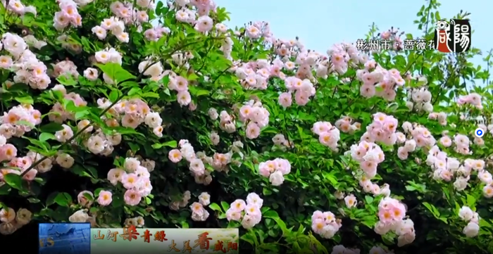 【视频新闻】初夏清浅  花开正艳